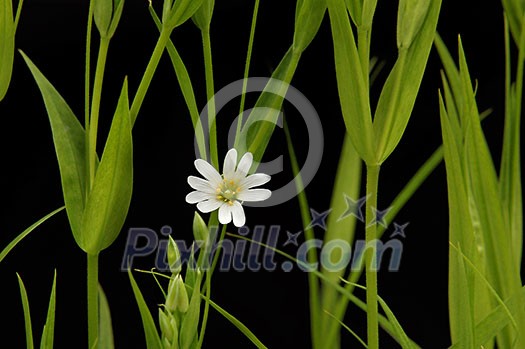 small white camomile on the black