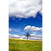 Green field and lonely tree against blue sky and clouds