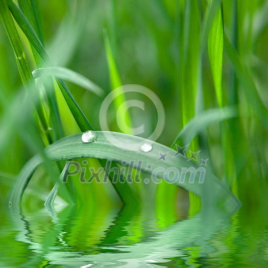 green grass with water drop