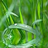 green grass with water drop