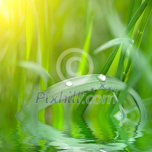 green grass with water drop and sun light