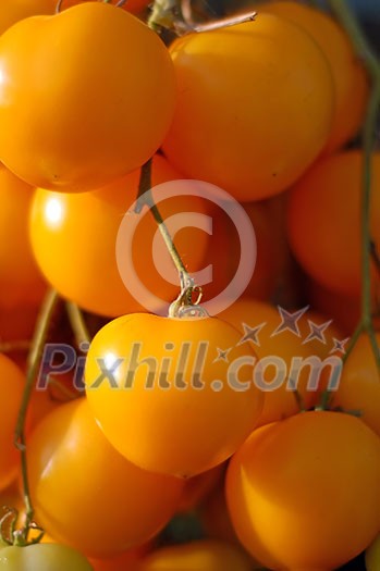 branch of yellow cherry tomato