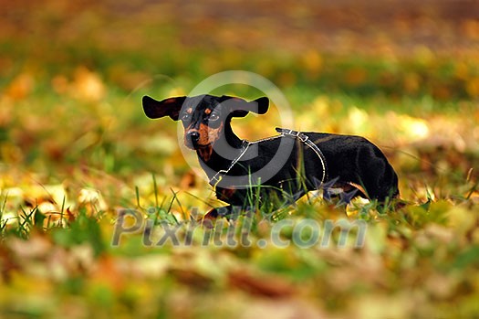 Happy dachshund dog in park