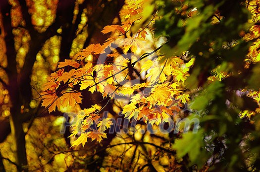 autumn yellow leaves autumn yellow leaves
