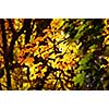 autumn yellow leaves