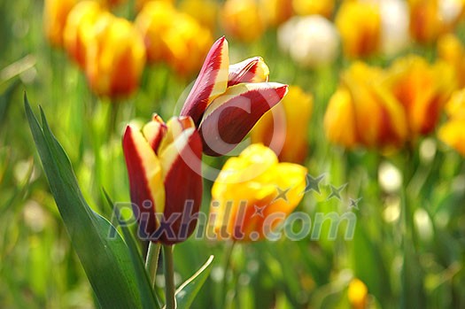 Beautiful red with yellow tulips in garden