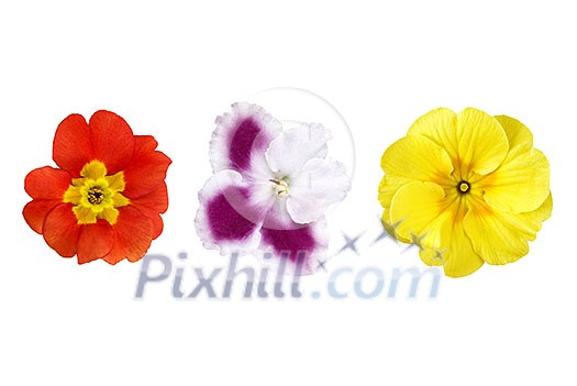 various color flowers isolated on white