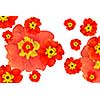 color flowers background