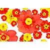 color flowers background