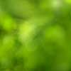 abstract green background with natural bokeh