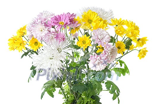 chrysanthemum bouquet isolated on white