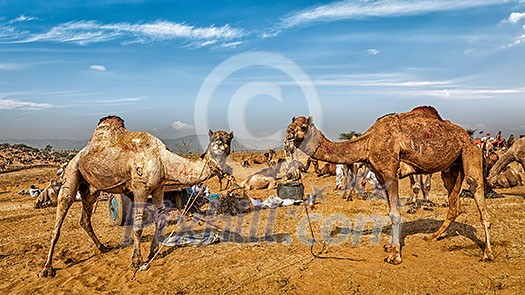 Panoramic image of camels at Pushkar Mela (Pushkar Camel Fair). Pushkar, Rajasthan, India