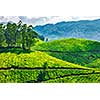 Green tea plantations in Munnar, Kerala, India