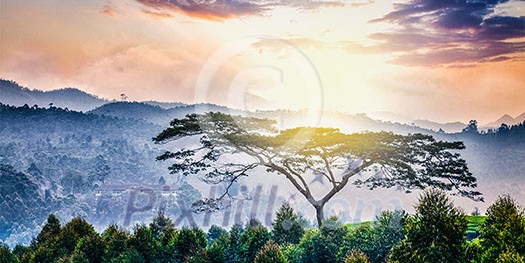 Panorama of lonely tree on sunrise in hills. Kerala, India