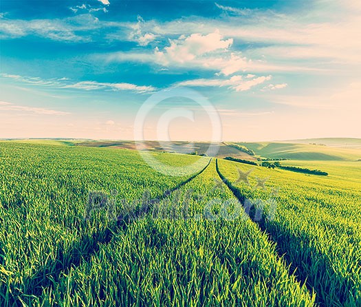 Vintage retro effect filtered hipster style image of Green fields of Moravia, Czech Republic
