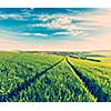 Vintage retro effect filtered hipster style image of Green fields of Moravia, Czech Republic