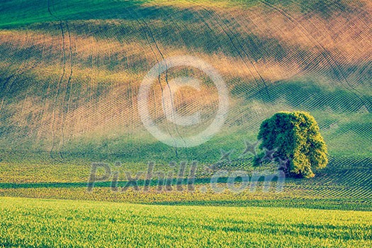 Vintage retro effect filtered hipster style image of Lonely tree in rolling fields landscape of Moravia, Czech Republic