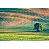 Vintage retro effect filtered hipster style image of Lonely tree in rolling fields landscape of Moravia, Czech Republic