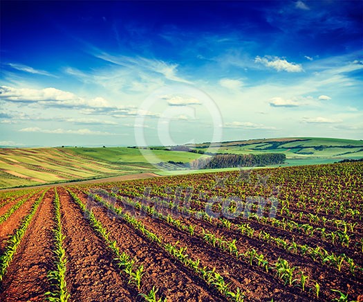 Vintage retro effect filtered hipster style image of Rolling fields of Moravia, Czech Republic Vintage retro effect filtered hipster style image of Rolling fields of Moravia, Czech Republic