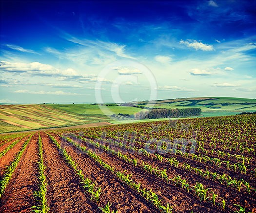 Vintage retro effect filtered hipster style image of Rolling fields of Moravia, Czech Republic