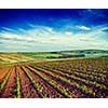 Vintage retro effect filtered hipster style image of Rolling fields of Moravia, Czech Republic