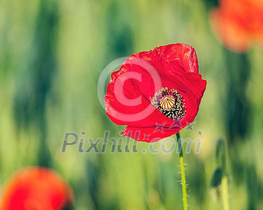 Vintage retro effect filtered hipster style image of Red poppy in green field. South Moravia, Czech Republic Vintage retro effect filtered hipster style image of Red poppy in green field. South Moravia, Czech Republic