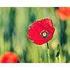 Vintage retro effect filtered hipster style image of Red poppy in green field. South Moravia, Czech Republic