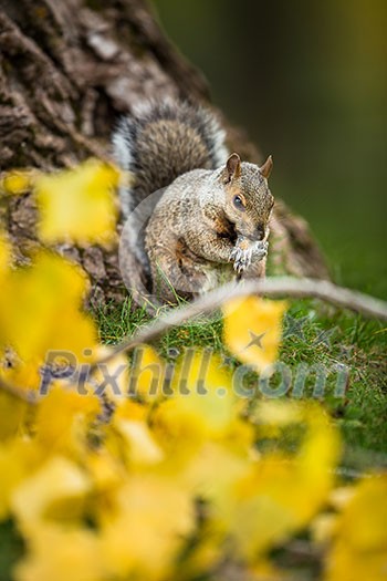 Eastern Grey Squirrel (Sciurus carolinensis)