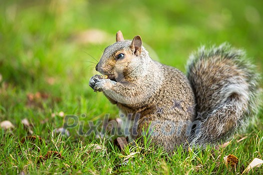 Eastern Grey Squirrel (Sciurus carolinensis) Eastern Grey Squirrel (Sciurus carolinensis)