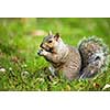 Eastern Grey Squirrel (Sciurus carolinensis)