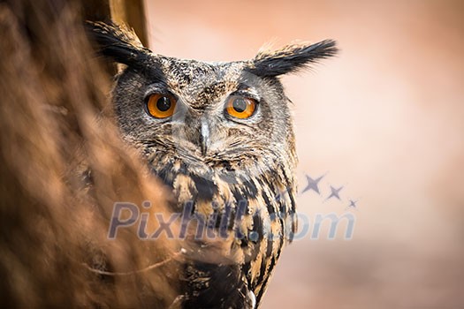 Closeup of a Eurasian Eagle-Owl (Bubo bubo) Closeup of a Eurasian Eagle-Owl (Bubo bubo)