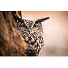 Closeup of a Eurasian Eagle-Owl (Bubo bubo)