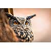 Closeup of a Eurasian Eagle-Owl (Bubo bubo)