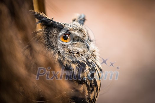 Closeup of a Eurasian Eagle-Owl (Bubo bubo)