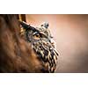 Closeup of a Eurasian Eagle-Owl (Bubo bubo)