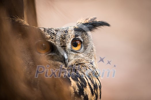 Closeup of a Eurasian Eagle-Owl (Bubo bubo)