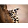 Closeup of a Eurasian Eagle-Owl (Bubo bubo)