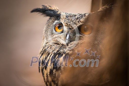 Closeup of a Eurasian Eagle-Owl (Bubo bubo)