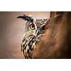 Closeup of a Eurasian Eagle-Owl (Bubo bubo)