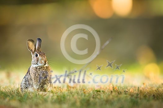 Cute rabbit in grass Cute rabbit in grass