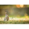 Cute rabbit in grass