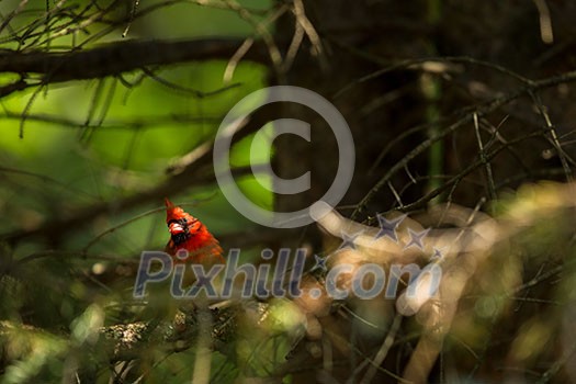 Northern cardinal (Cardinalis cardinals) Northern cardinal (Cardinalis cardinals)