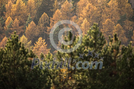 Autumn landscape (shallow DOF; color toned image)