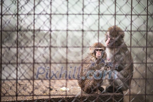 Sad monkeys behind bars in captivity Sad monkeys behind bars in captivity