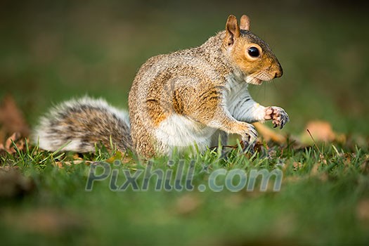 Eastern Grey Squirrel (Sciurus carolinensis) Eastern Grey Squirrel (Sciurus carolinensis)