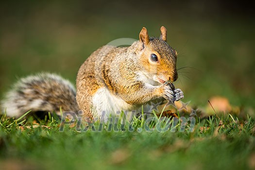 Eastern Grey Squirrel (Sciurus carolinensis) Eastern Grey Squirrel (Sciurus carolinensis)