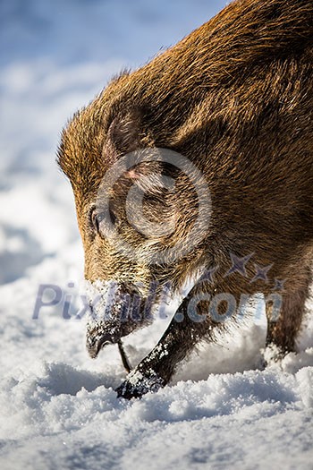 Wild boar (Sus scrofa) Wild boar (Sus scrofa)
