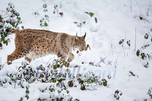 Eurasian Lynx (Lynx lynx) walking quietly in snow Eurasian Lynx (Lynx lynx) walking quietly in snow