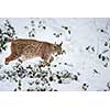 Eurasian Lynx (Lynx lynx) walking quietly in snow
