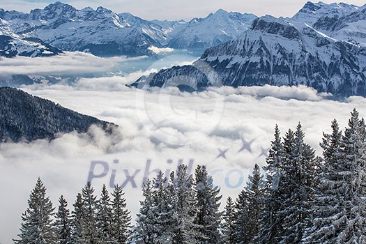 Splendid winter alpine scenery with high mountains and trees covered with snow, clouds hanging low in the valley